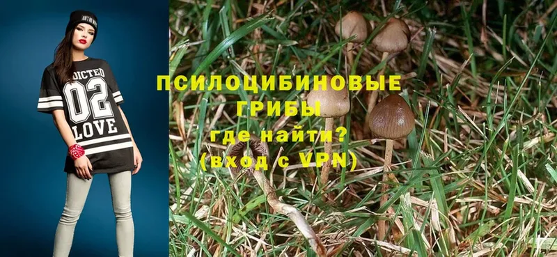 Псилоцибиновые грибы Psilocybine cubensis  как найти   Ялта 